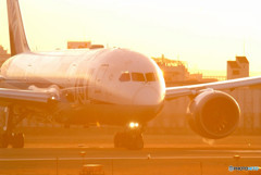 Golden Glow・787