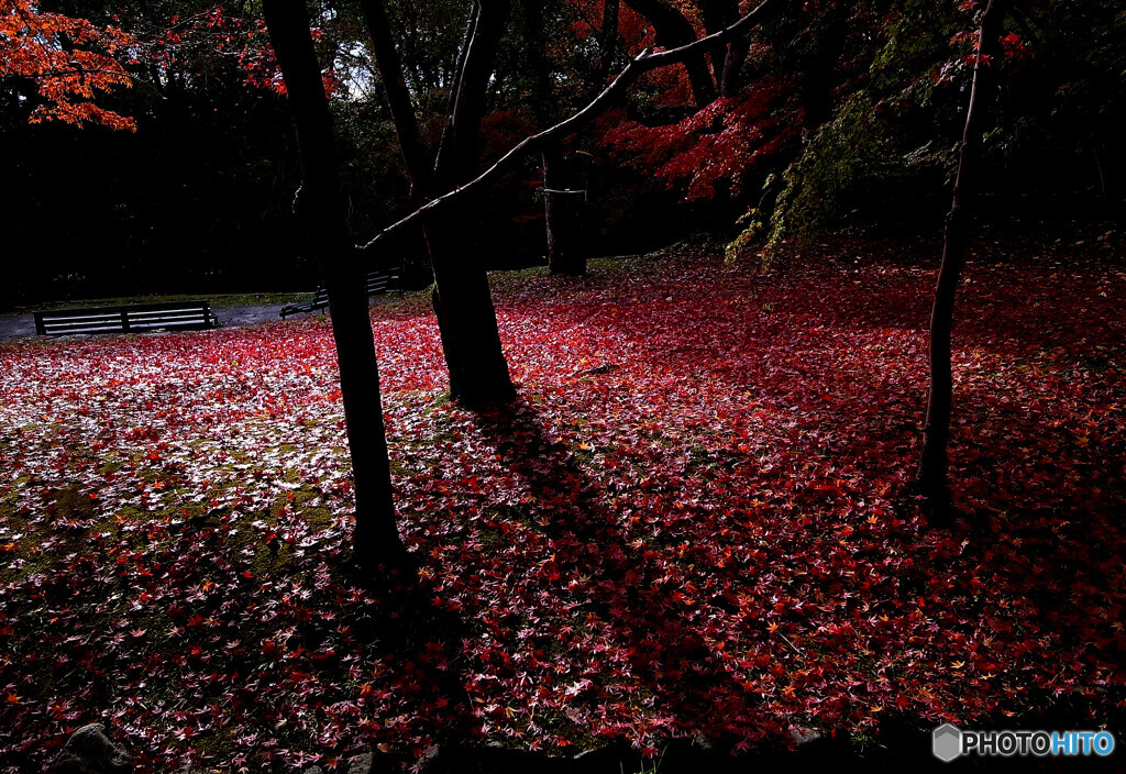紅の絨毯✿静寂