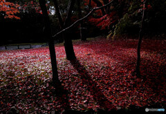 紅の絨毯✿静寂