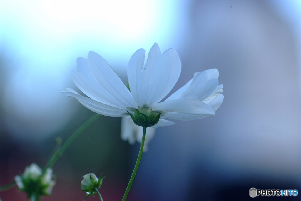 秋桜の舞❁10月の午後