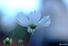 秋桜の舞❁10月の午後