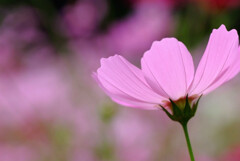 華やかに美しく✿秋桜の朝