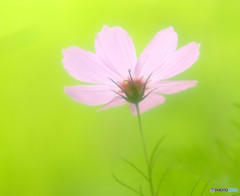小さな秋・秋桜
