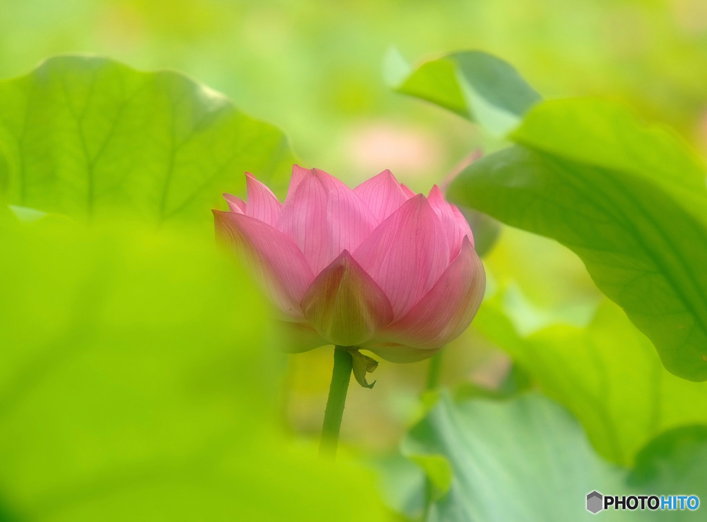 危険な誘惑・蓮