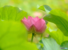 危険な誘惑・蓮