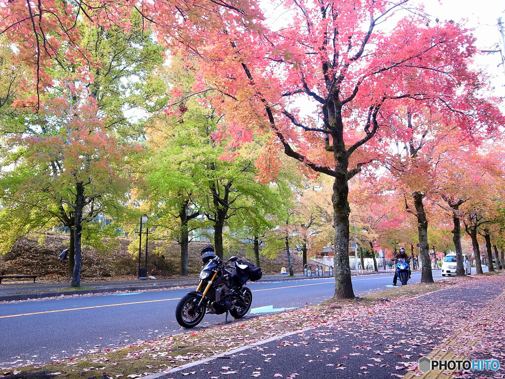 紅葉散歩Ⅹ❁三色彩道2024