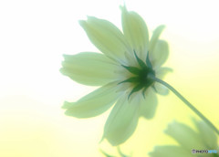 秋空散歩・コスモス