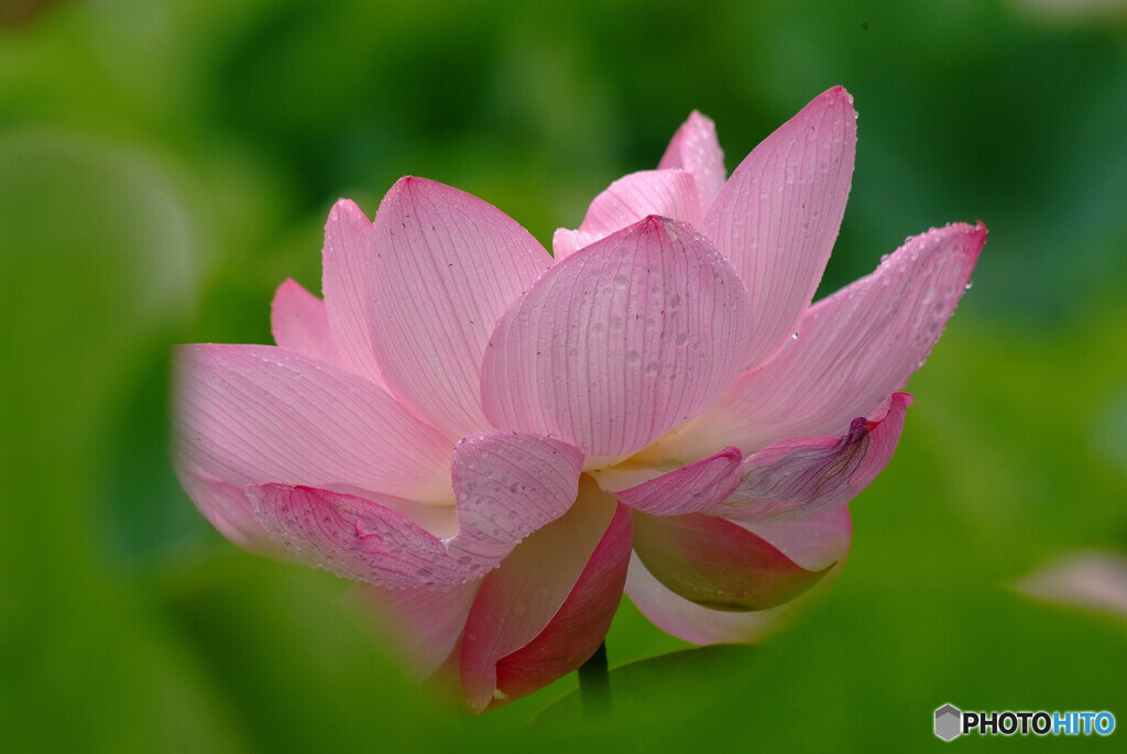 July in Japan✿蓮2022