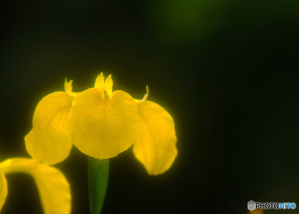 皐月・夢日記Ⅱ