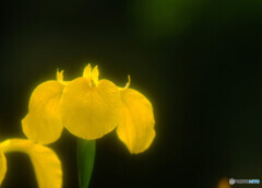 皐月・夢日記Ⅱ