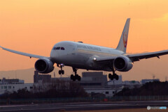 Natural colors✈JAL Wing