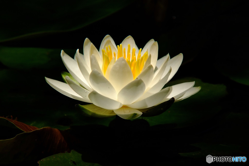 永遠の光・睡