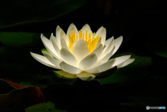 永遠の光・睡