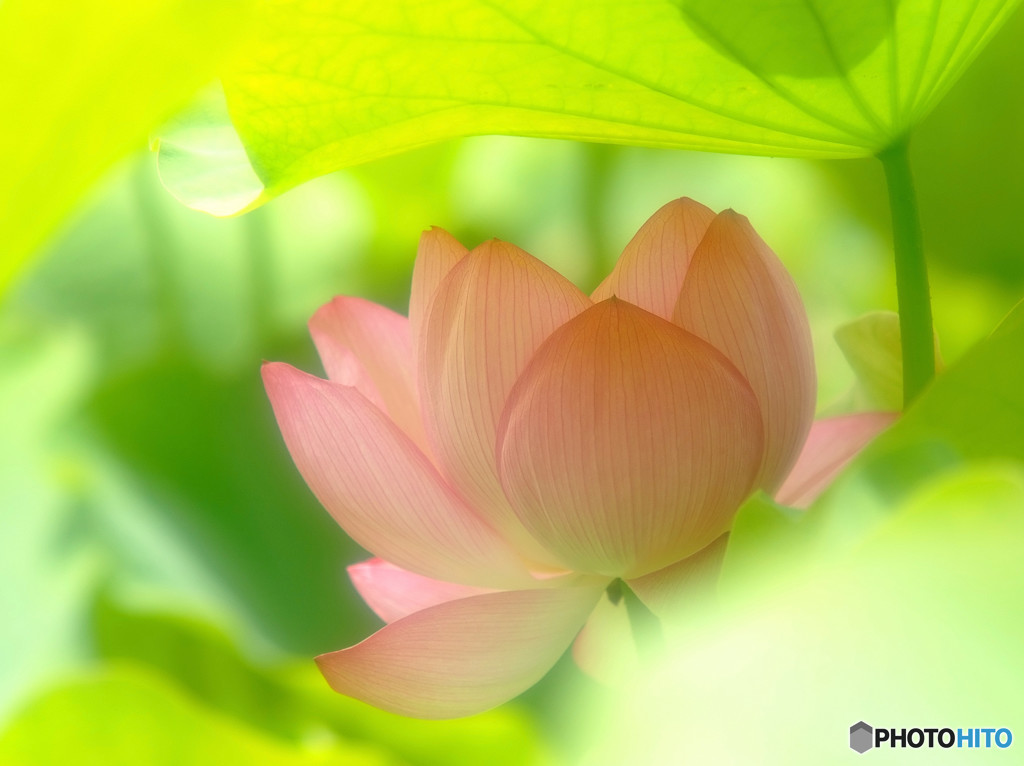 秘密の花園・華