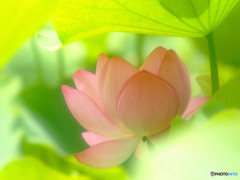 秘密の花園・華