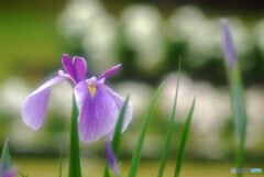 心穏やかに❁午後の時