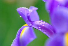 たからもの・雫