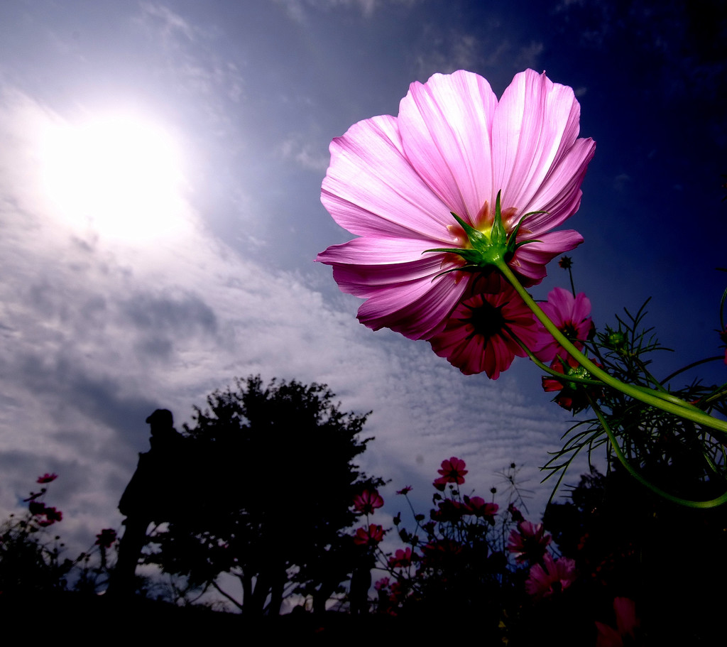 終焉・こすもす・2014