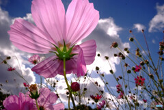 俺のCOSMOS❁2021秋