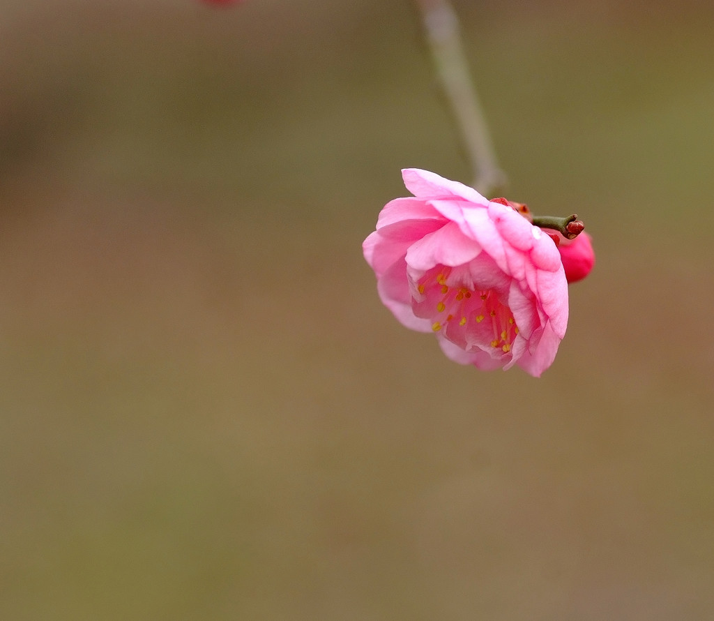 春告草・2015