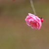 春告草・2015
