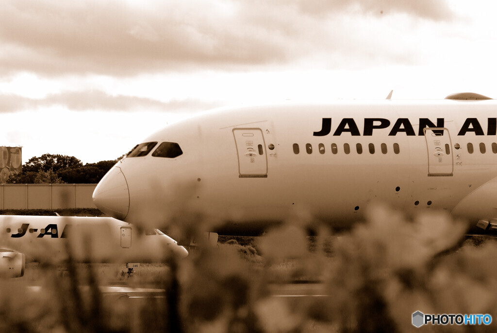 それぞれの旅路✈JAL