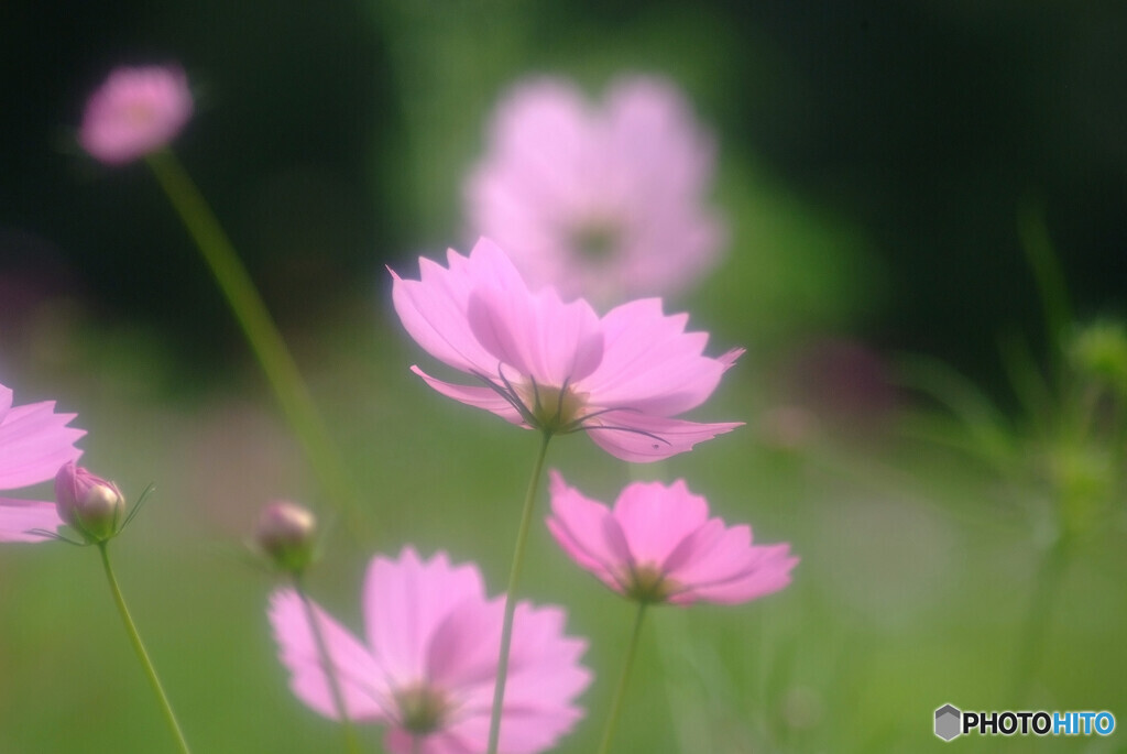 華として✿COSMOS