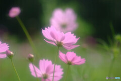 華として✿COSMOS