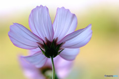 白の貴婦人・2015