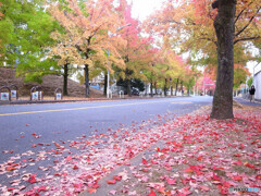 紅葉散歩Ⅲ❁三色彩道2022