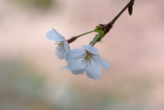 Eternal Eeauty・桜