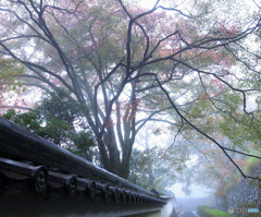 雨の善峰寺にて