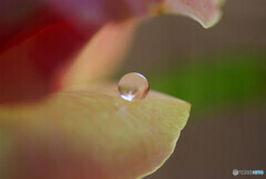 愛しい惑星✿雫