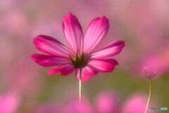 秋桜花火✿2021秋