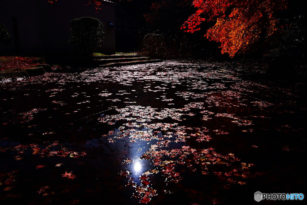 落葉・光の中へ