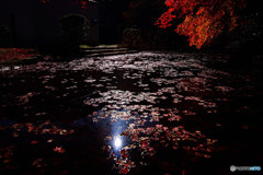 落葉・光の中へ