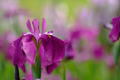 June flowers✿菖蒲の時
