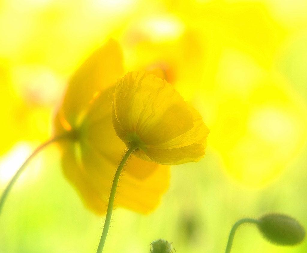 夢先案内人・2016