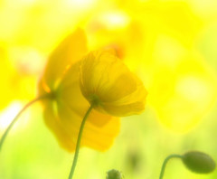 夢先案内人・2016