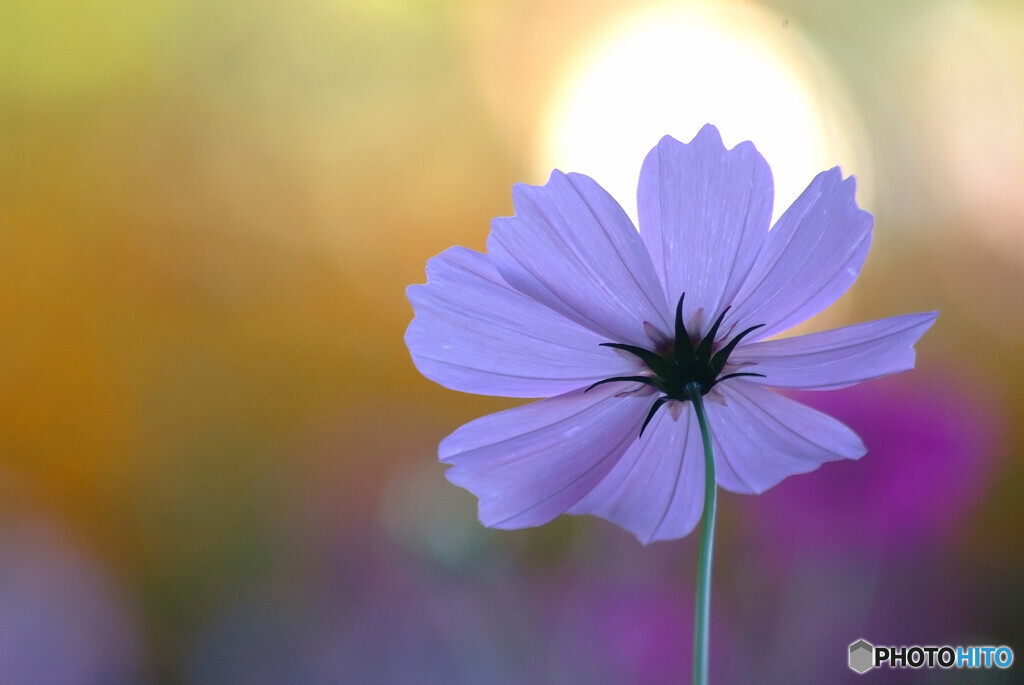 沈まぬ太陽✿秋桜2023