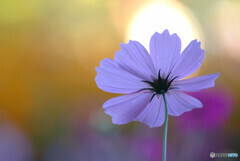 沈まぬ太陽✿秋桜2023