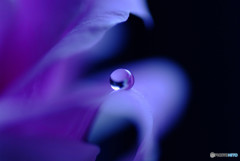 儚くも美しく・雫