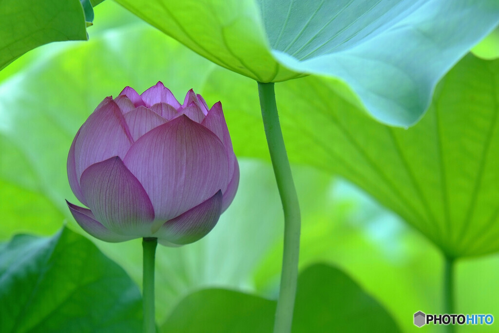 心静かに穏やかに✾蓮