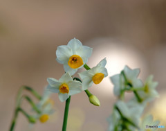 初春の足跡 初春の足跡