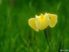 あなたに逢いたくて