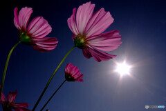 Shining Star✿秋桜2021