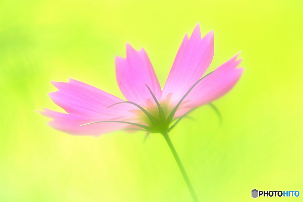 光輝の秋桜