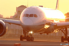 黄金の輝き・Boeing 787-9.