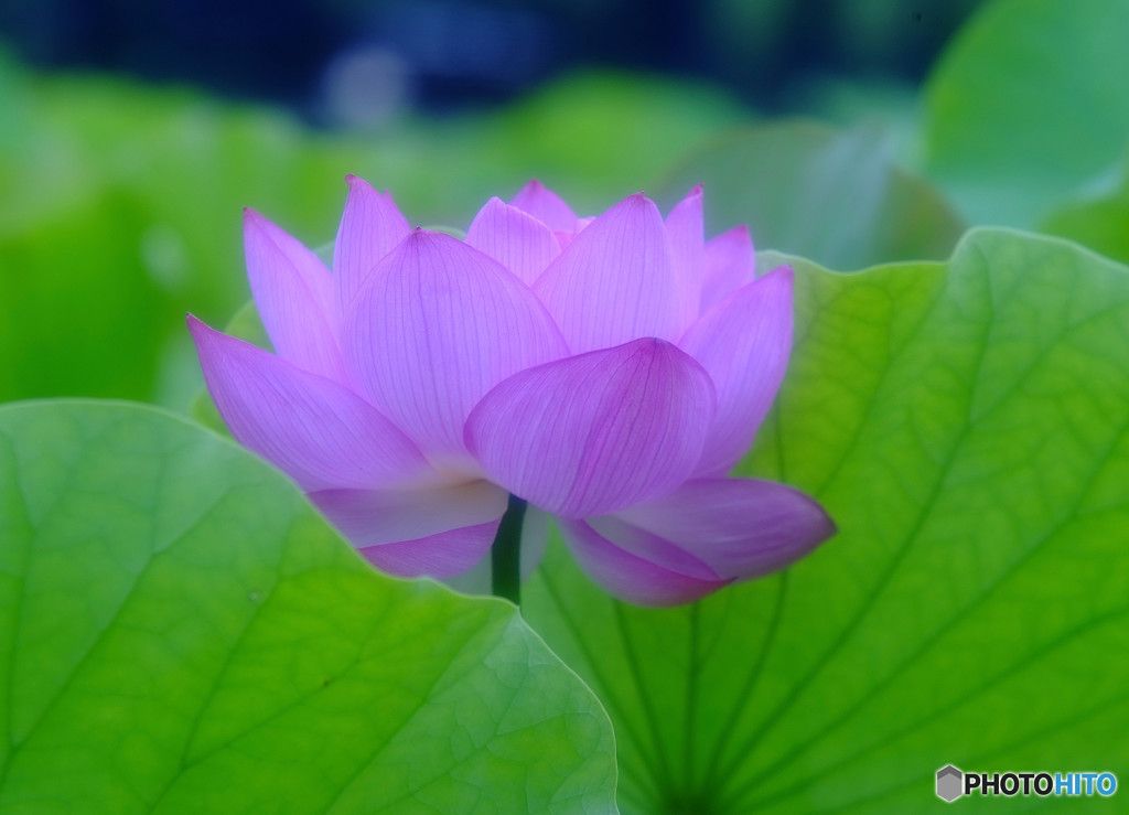 魅せられて・華