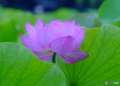 魅せられて・華